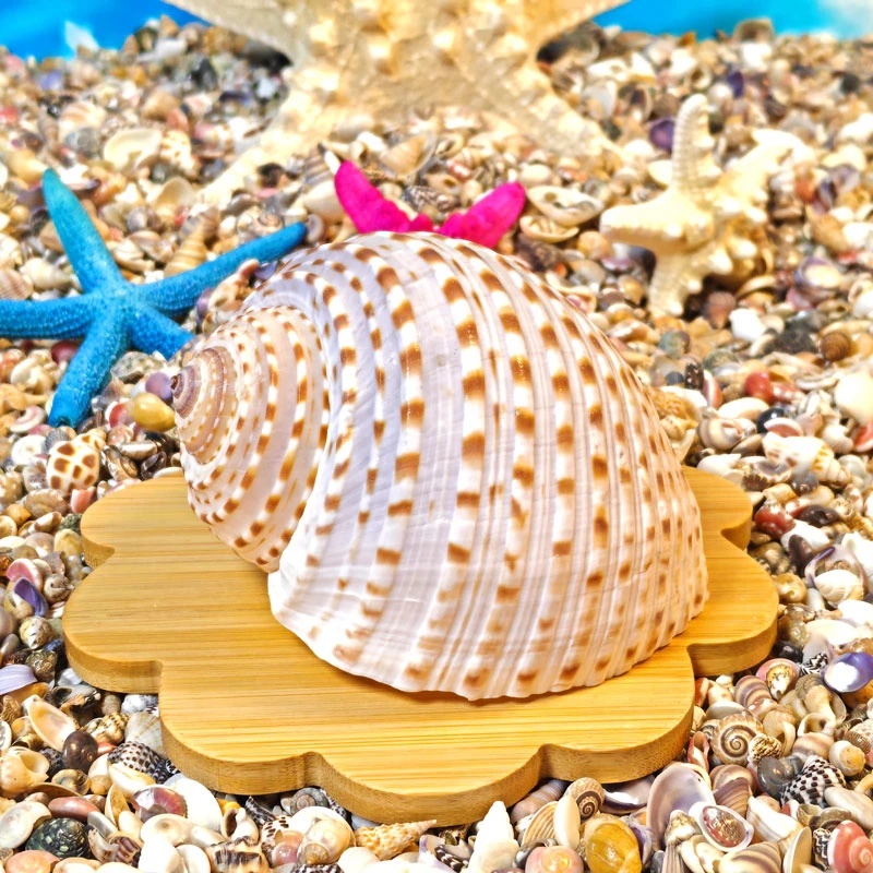 天然大海螺贝壳琴螺赤旋螺面包螺摆件收藏造景装饰diy手工材料包