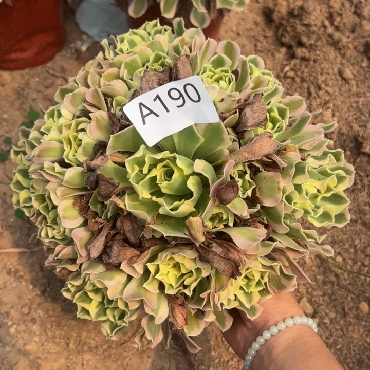白凤多肉植物190