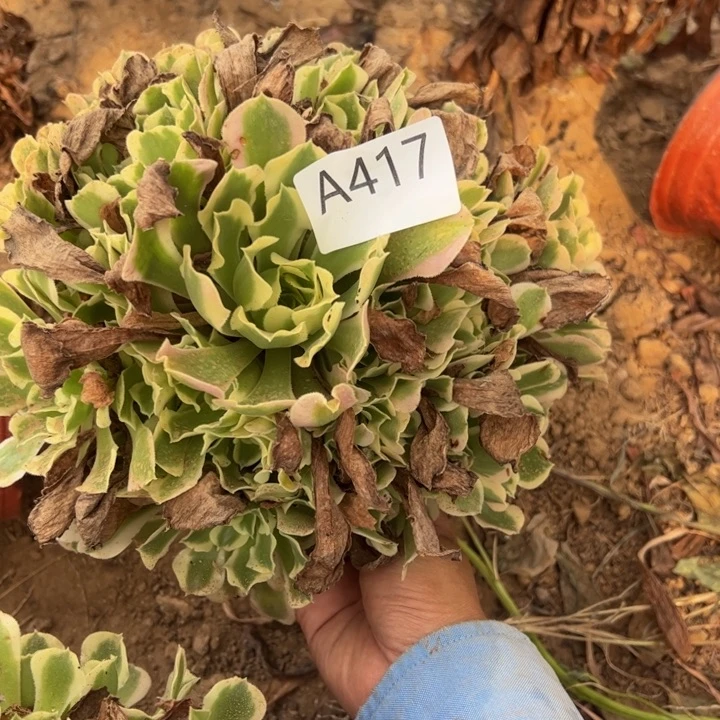 过*白凤多肉植物417