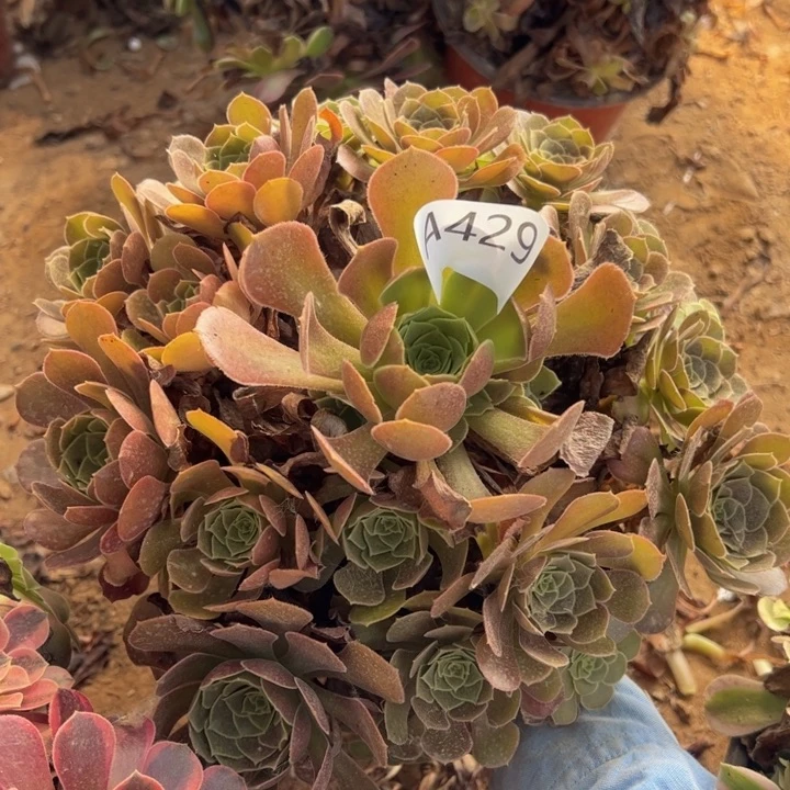 荷兰玫瑰多肉植物429