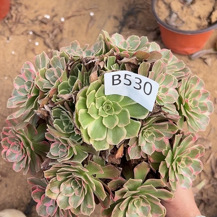 安娜多肉植物530