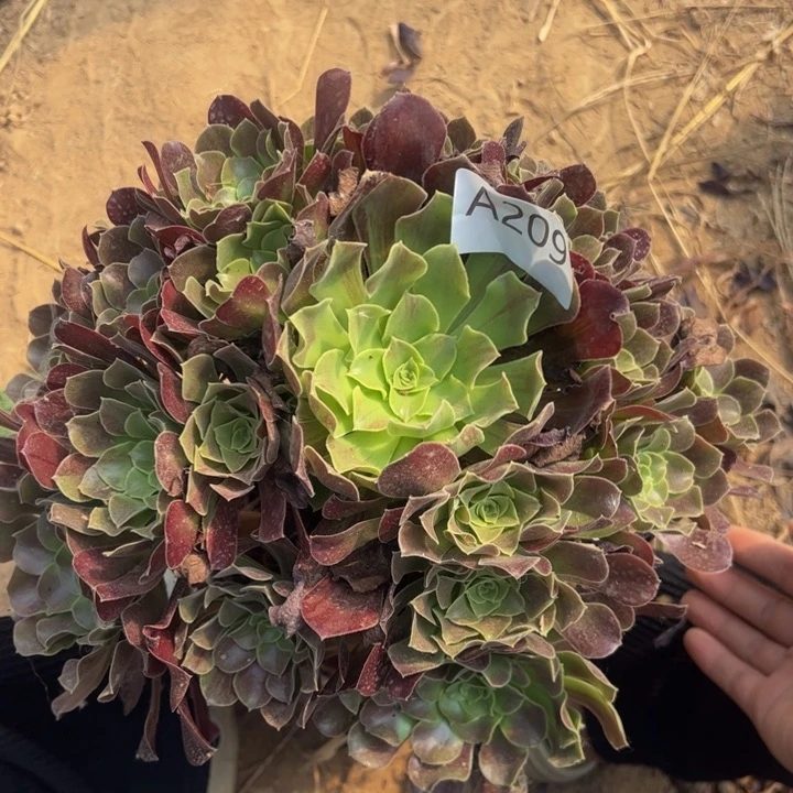 欧绿多肉植物209