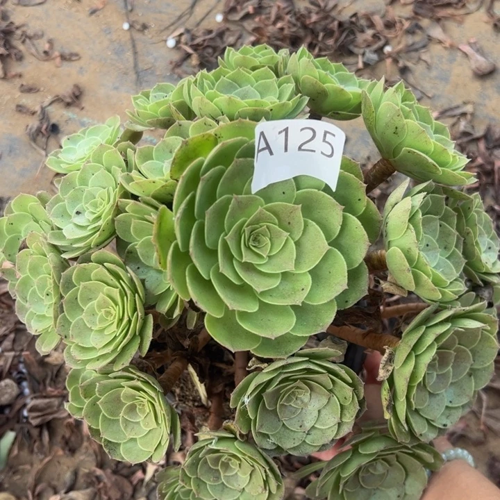 万圣节多肉植物125