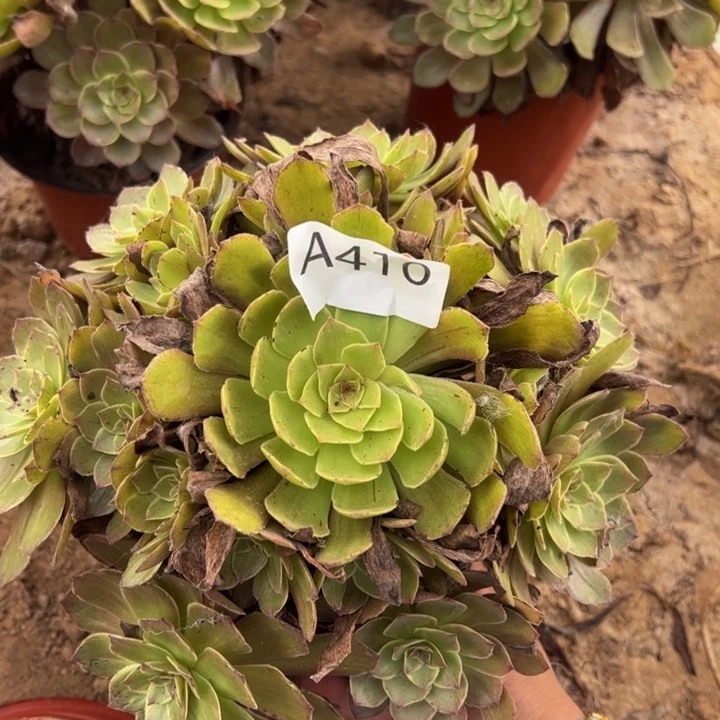 桃花石多肉植物410