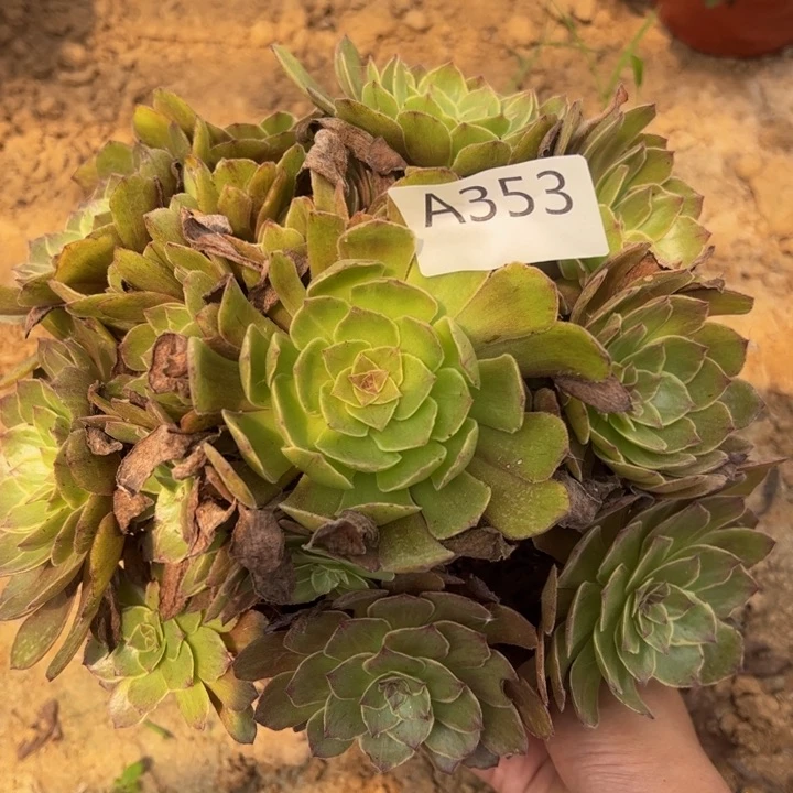 桃花石多肉植物353