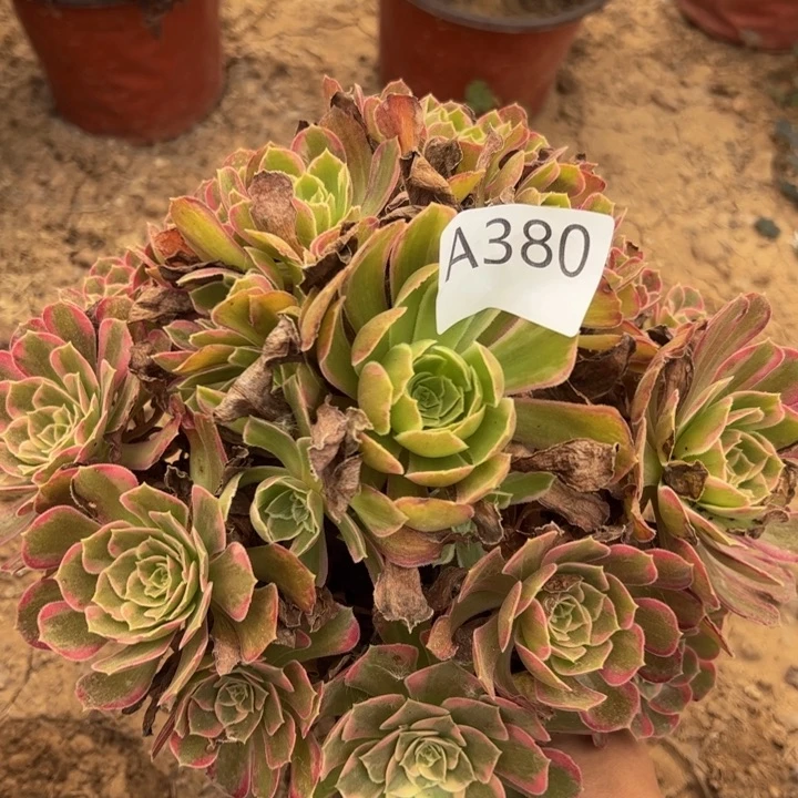 安娜多肉植物380