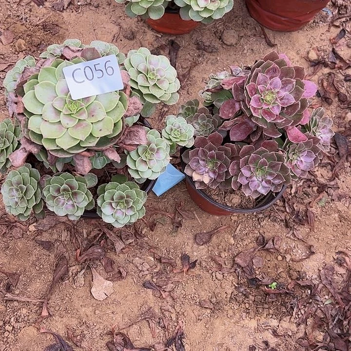 万圣节赤炎链多肉植物 056