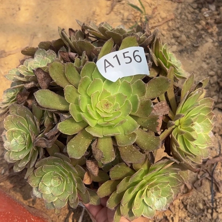 桃花石多肉植物156