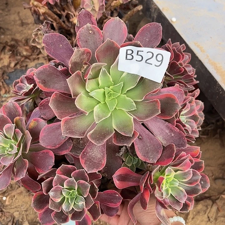 金丝却多肉植物529