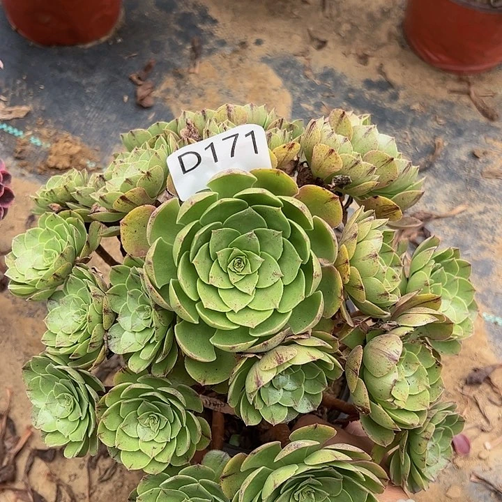 万拉丝多肉植物171