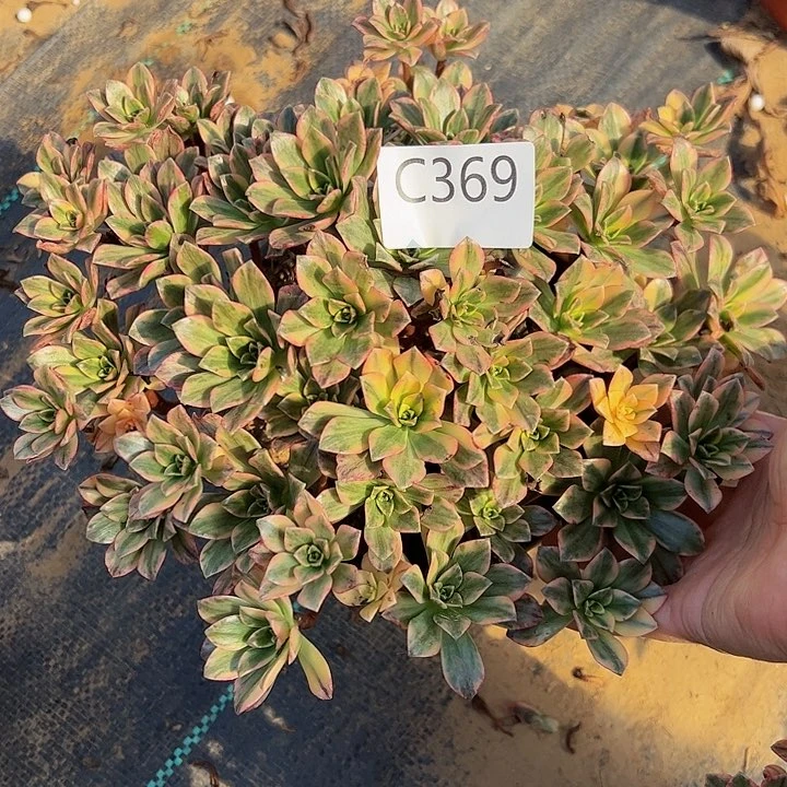 甜茶微瑕多肉植物369