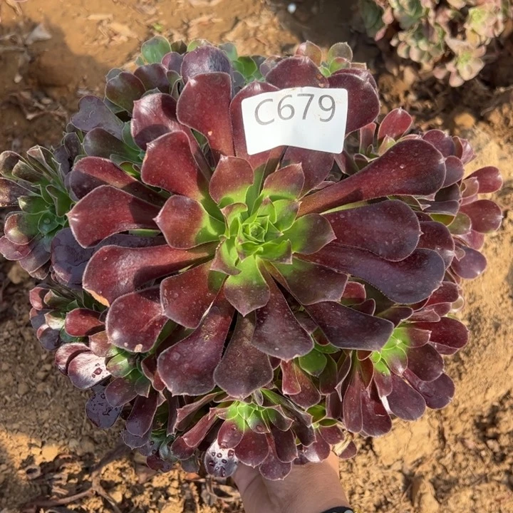 欧子多肉植物679