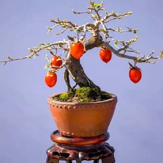 盆景观赏绿植素材：老鸦柿，金弹子，直播间一物一拍，私拍随机发