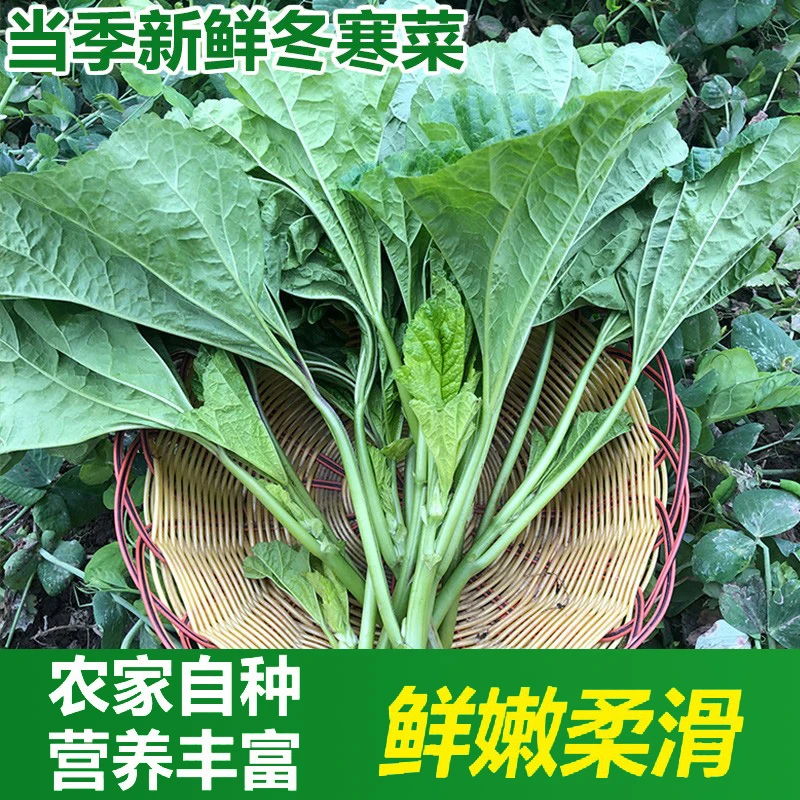 现摘四川冬寒菜3斤新鲜蔬菜东汉菜鲜嫩马蹄菜冬苋菜