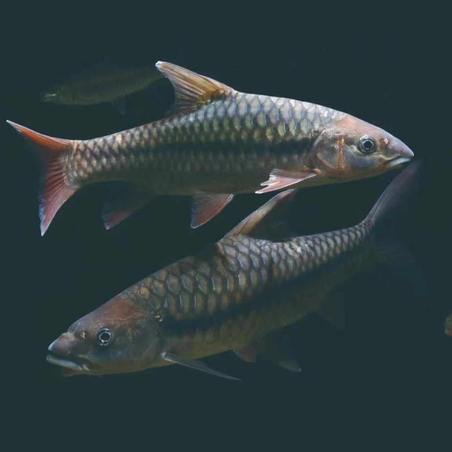 原生观赏鱼活体包邮包活大