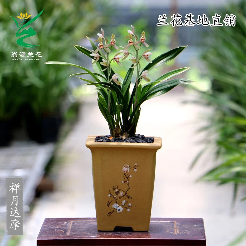 翁源兰花建兰【禅月达摩】金边矮种小巧文雅 叶带金边爪艺