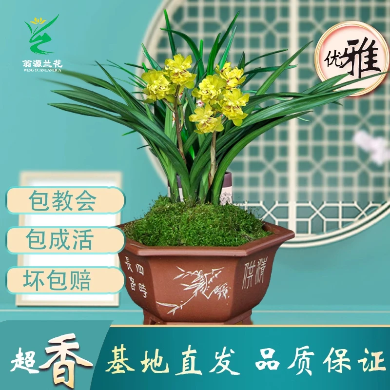 翁源兰花春剑宝莲灯高端名品室内阳台浓香型多瓣多舌奇花花卉盆栽
