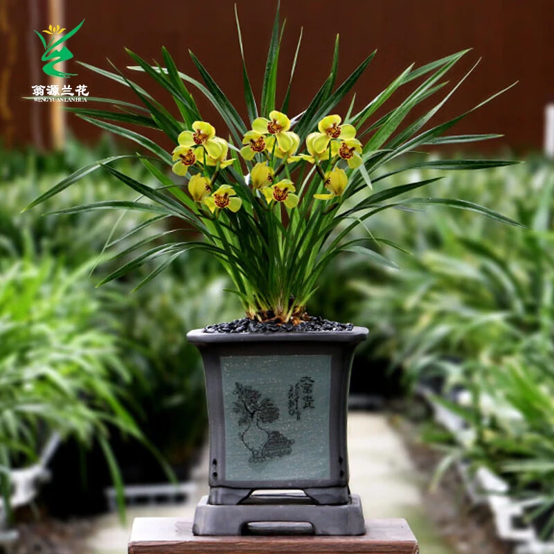 翁源兰花建兰铭品黄金荷金中国浓香好养 花型较大 正格荷瓣花