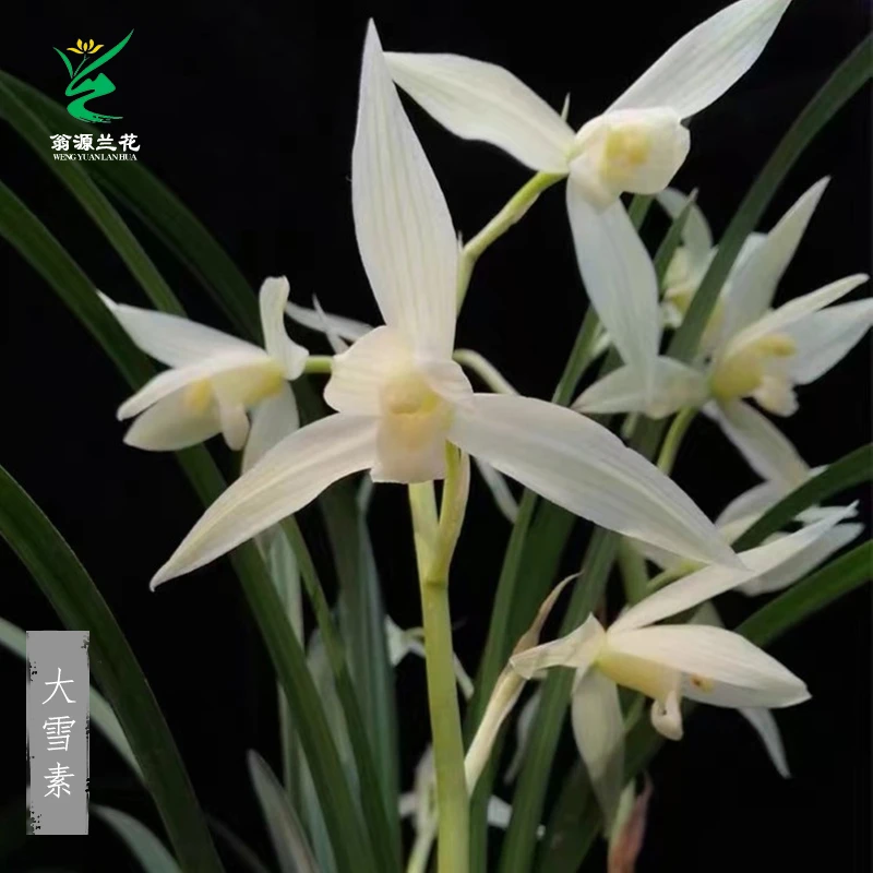 翁源兰花名兰谱莲瓣兰大雪素宽叶名品兰草冬天花期绿植盆栽