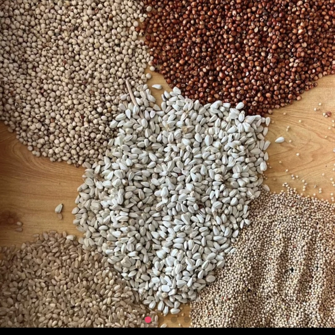 赛鸽排酸粮信鸽赛鸽粮