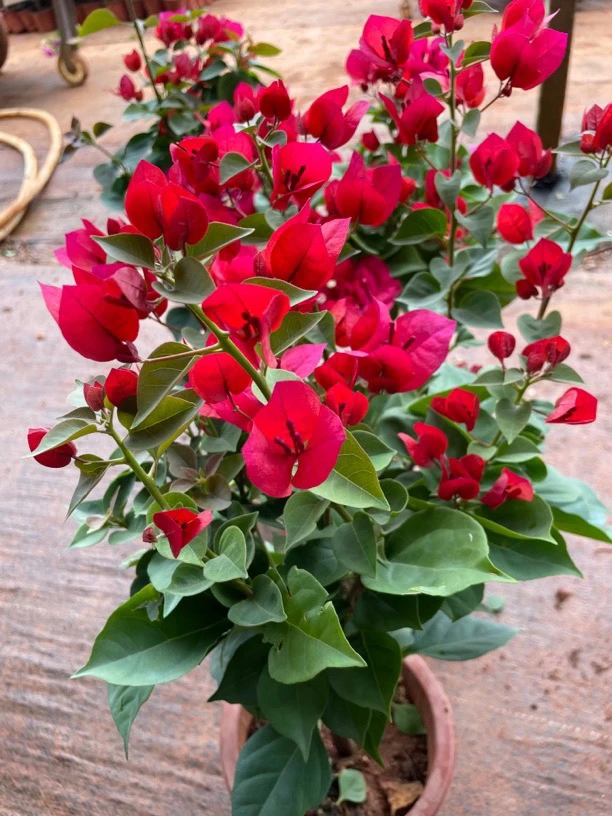 【叁店】三角梅中国红掉花落叶实属正常介意慎拍11-6