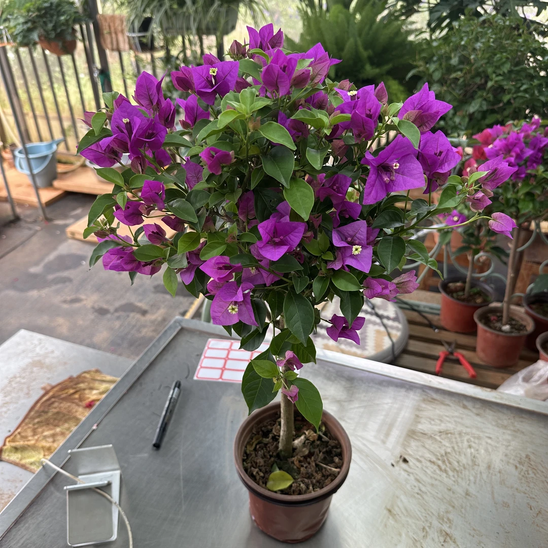 【叁店】三角梅开播福利9.9运输过程有可能会掉花掉叶8-16
