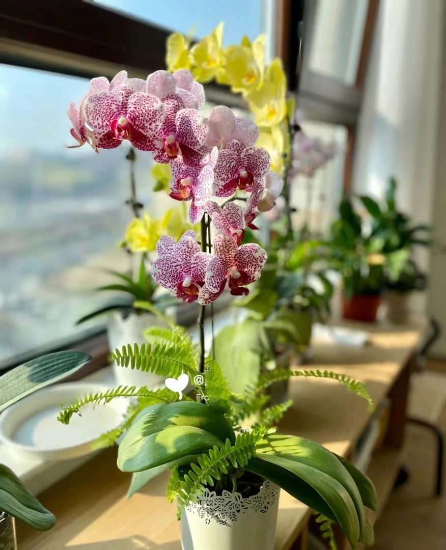 带剑《黑杰克》2.8寸杯蝴蝶兰,皮实好养新手必入品种 不带花发货
