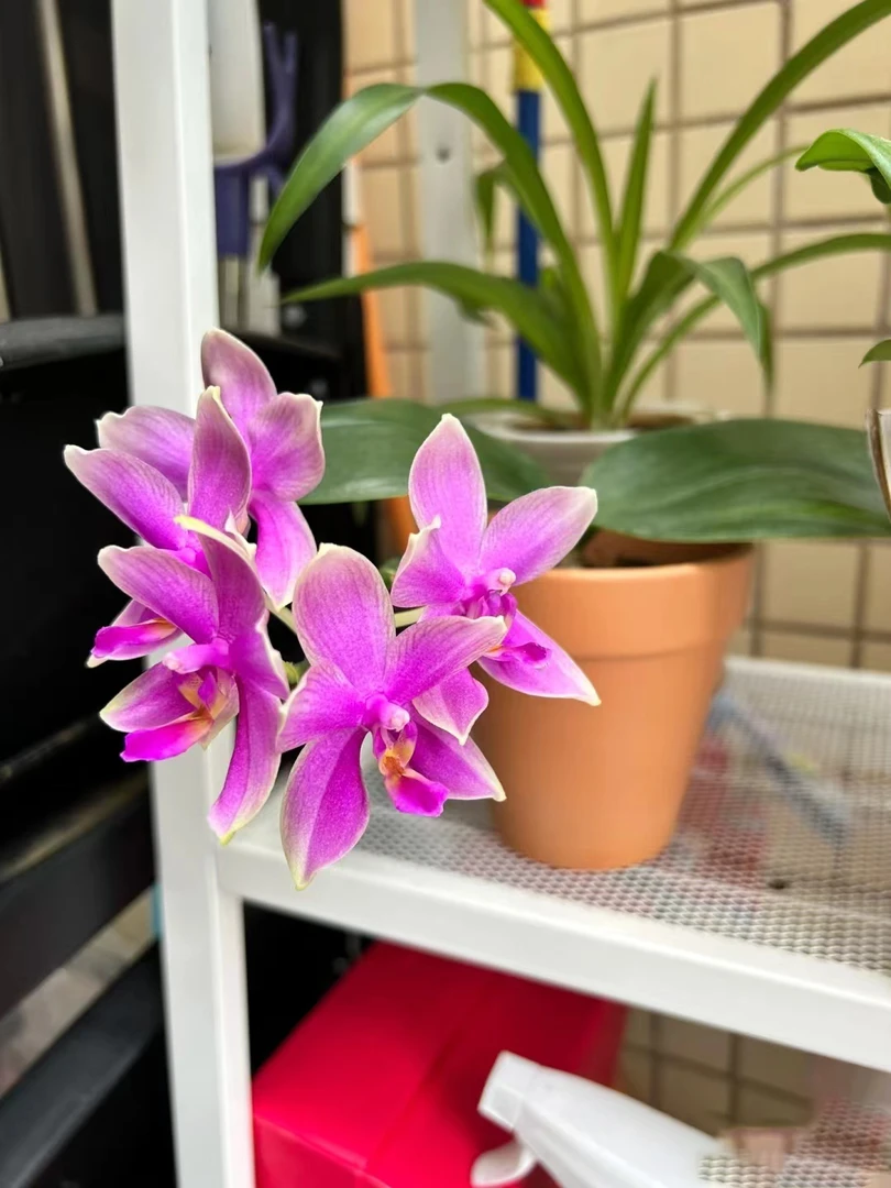 不带花剑【香奈尔蝴蝶兰】2.8寸浓香型蜡质花期久，不售后