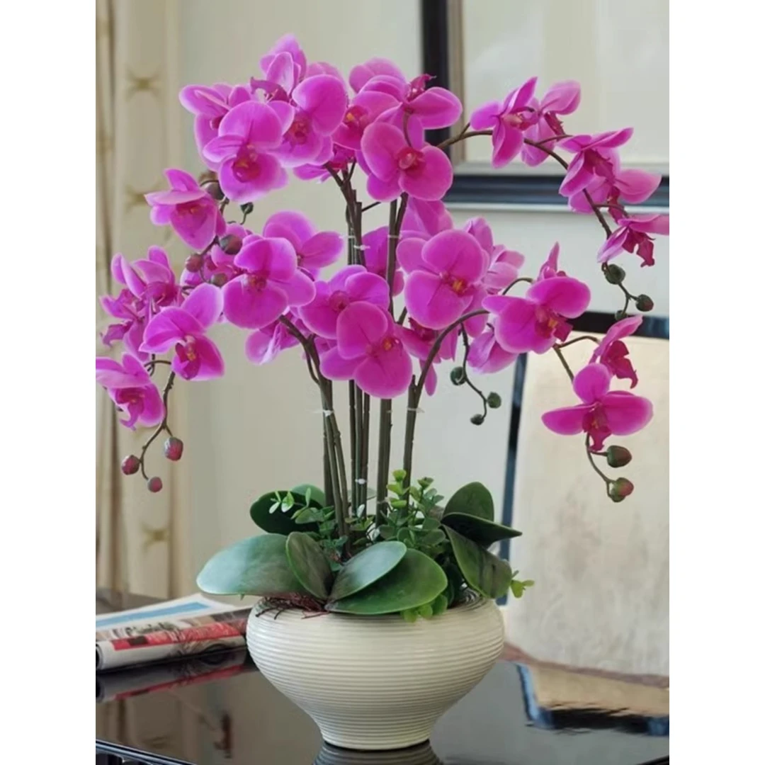 蝴蝶兰花苗带花剑带花苞盆栽兰花大苗客厅室内植物花卉四季好养活