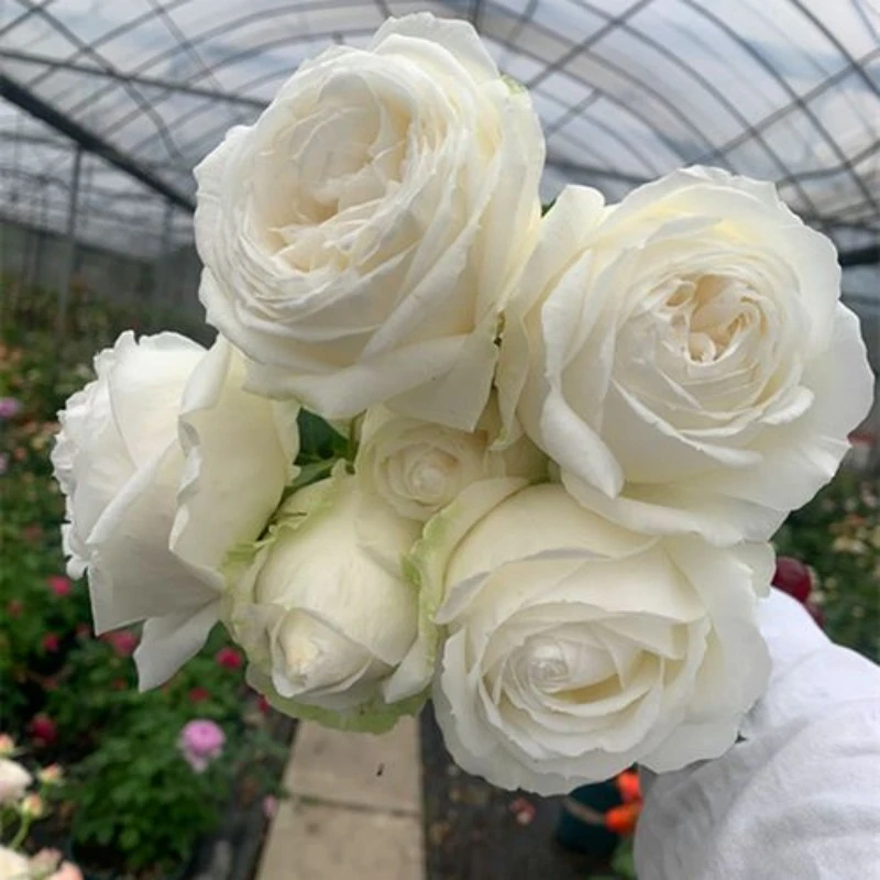 大花浓香月季花大苗伊芙婚礼之路白色玫瑰花盆栽阳台四季开花植物