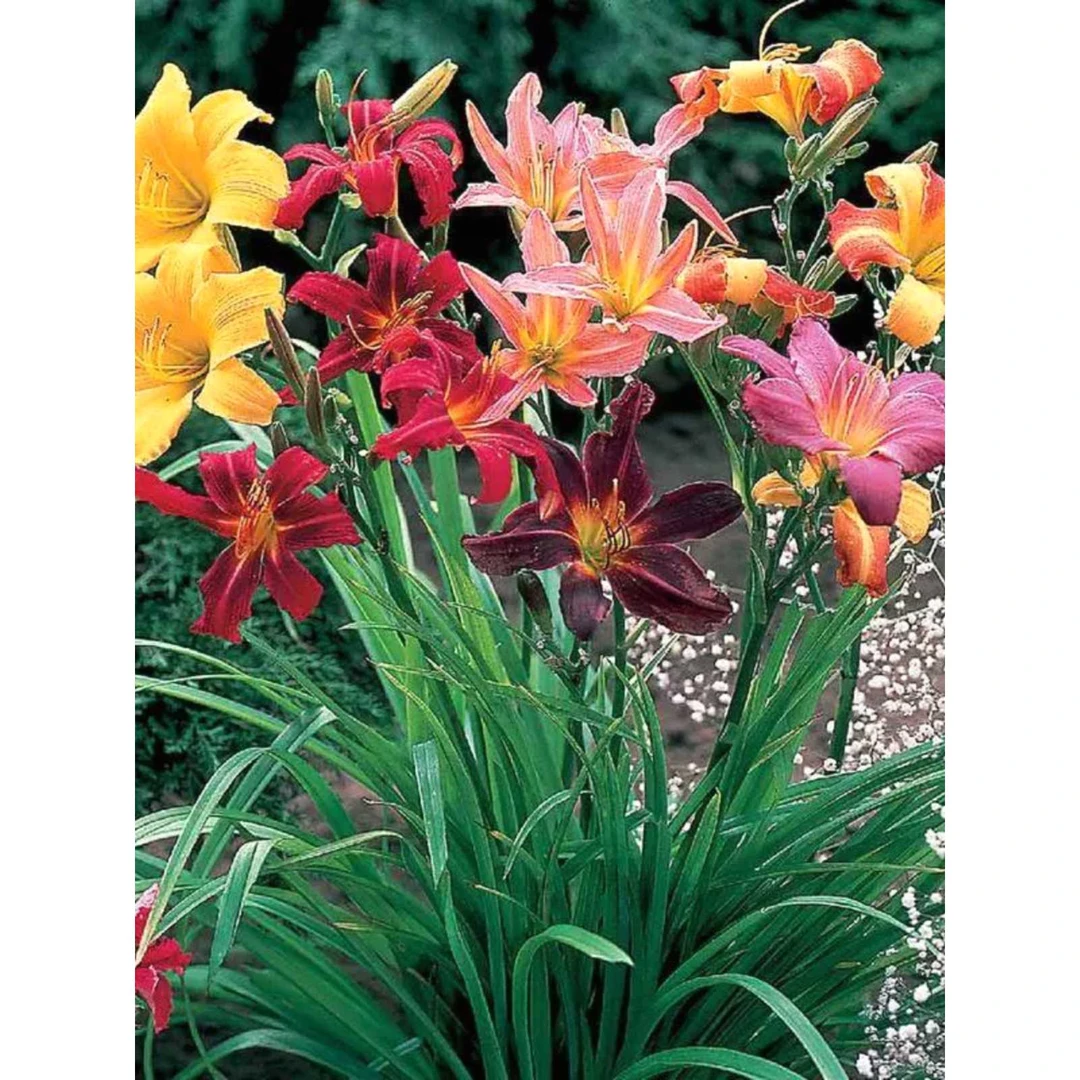 四季开花大花萱草忘忧草耐寒植物金娃娃萱草花苗地被花卉植物盆栽