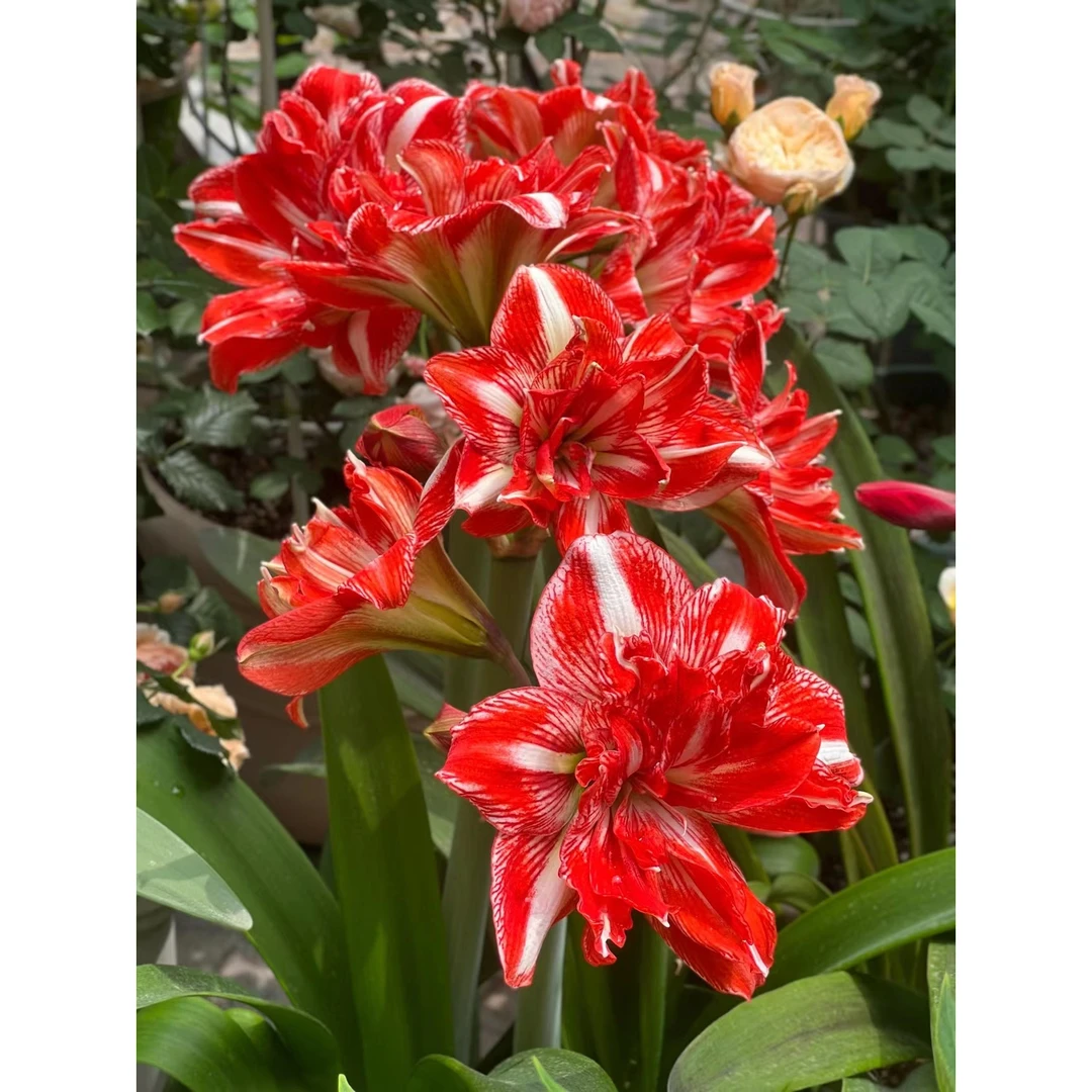 荷兰进口重瓣朱顶红种球鬼魅爱神超大球根盆栽花卉绿植物年宵四季