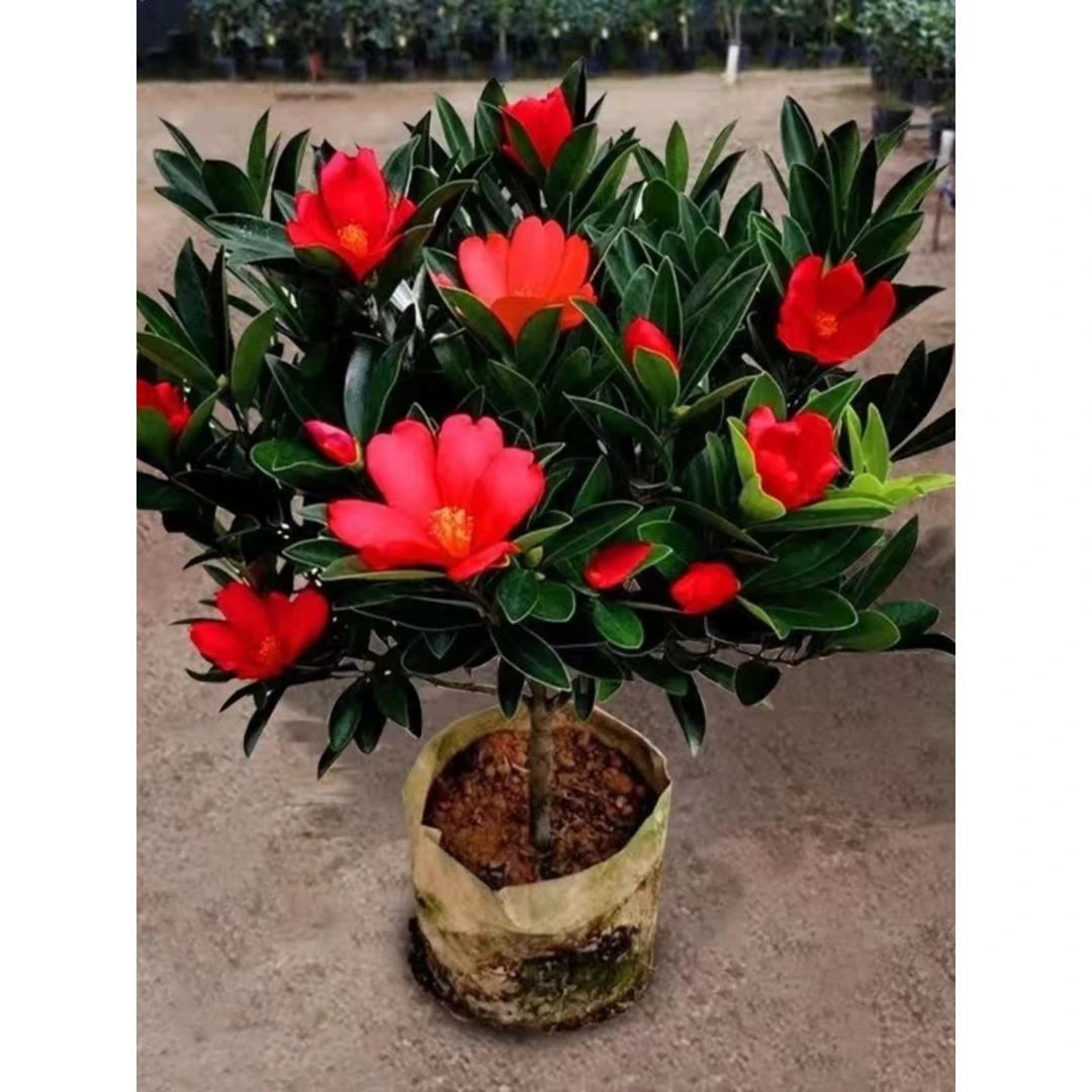 四季杜鹃山茶花室内盆栽阳台植物庭院绿化红树苗绿植花卉红色茶花