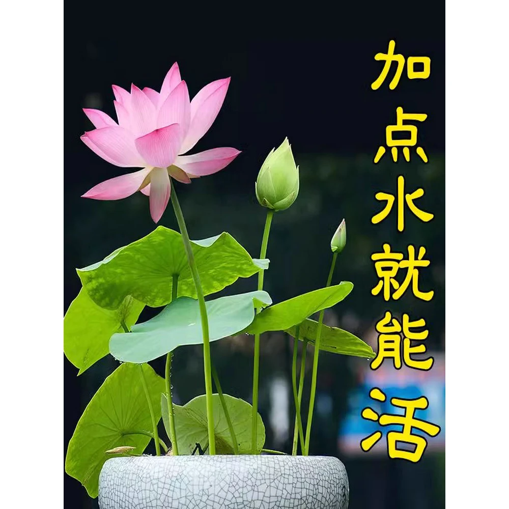 碗莲种子水培植物四季开花水养睡莲荷花室内外盆栽花卉莲花种籽子