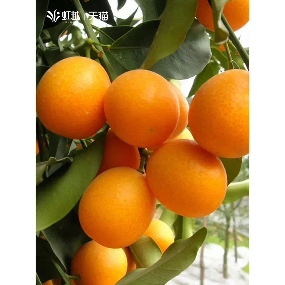 虹越橘子树盆栽脆皮金桔柑桔子柠檬树苗柚子蜜桔葡萄柚果树果苗