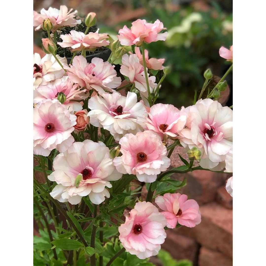 蝴蝶花毛茛种球进口阳台多年生观花球芹叶洋牡丹球根盆栽地载庭院