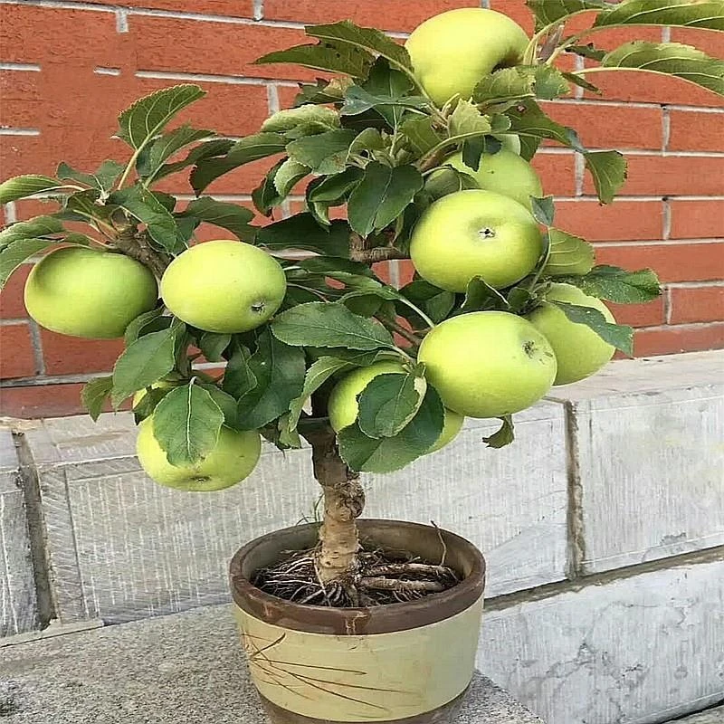 盆栽矮化苹果树四季南方北方果苗阳台水果苗地种植果树栽当年结果