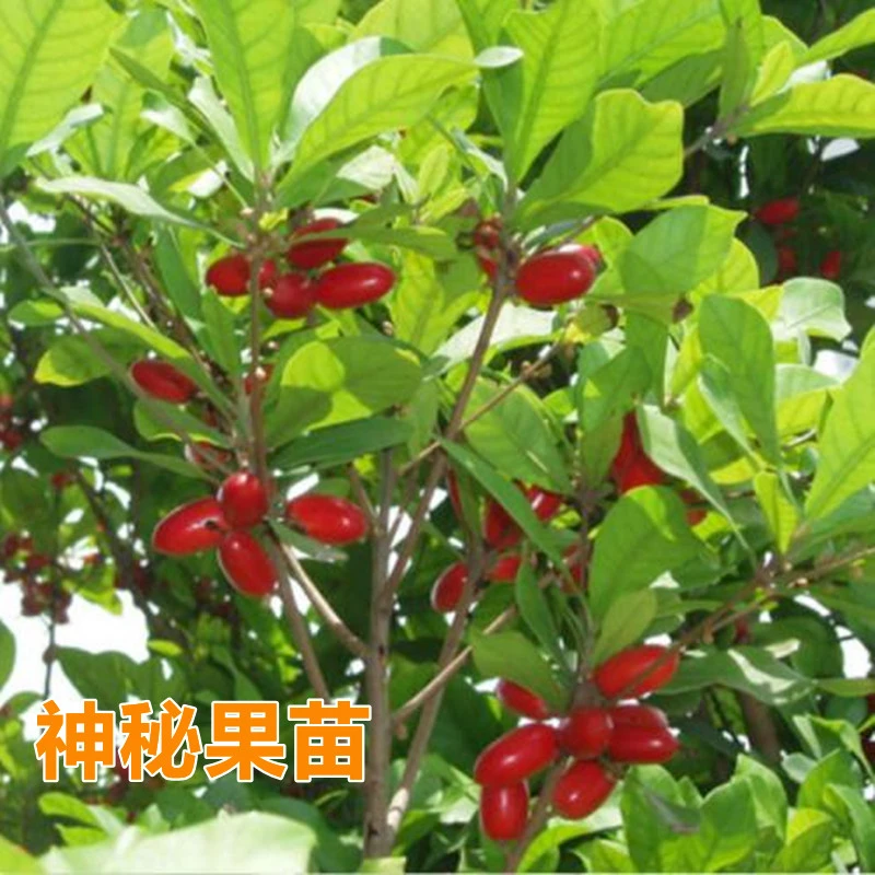 美观红果神秘果树苗变味果四季开花带土带叶盆栽地栽当年结果发货