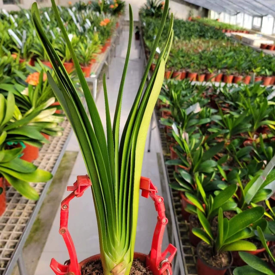 果果精品君子兰花卉各品系小苗成兰一物一拍188