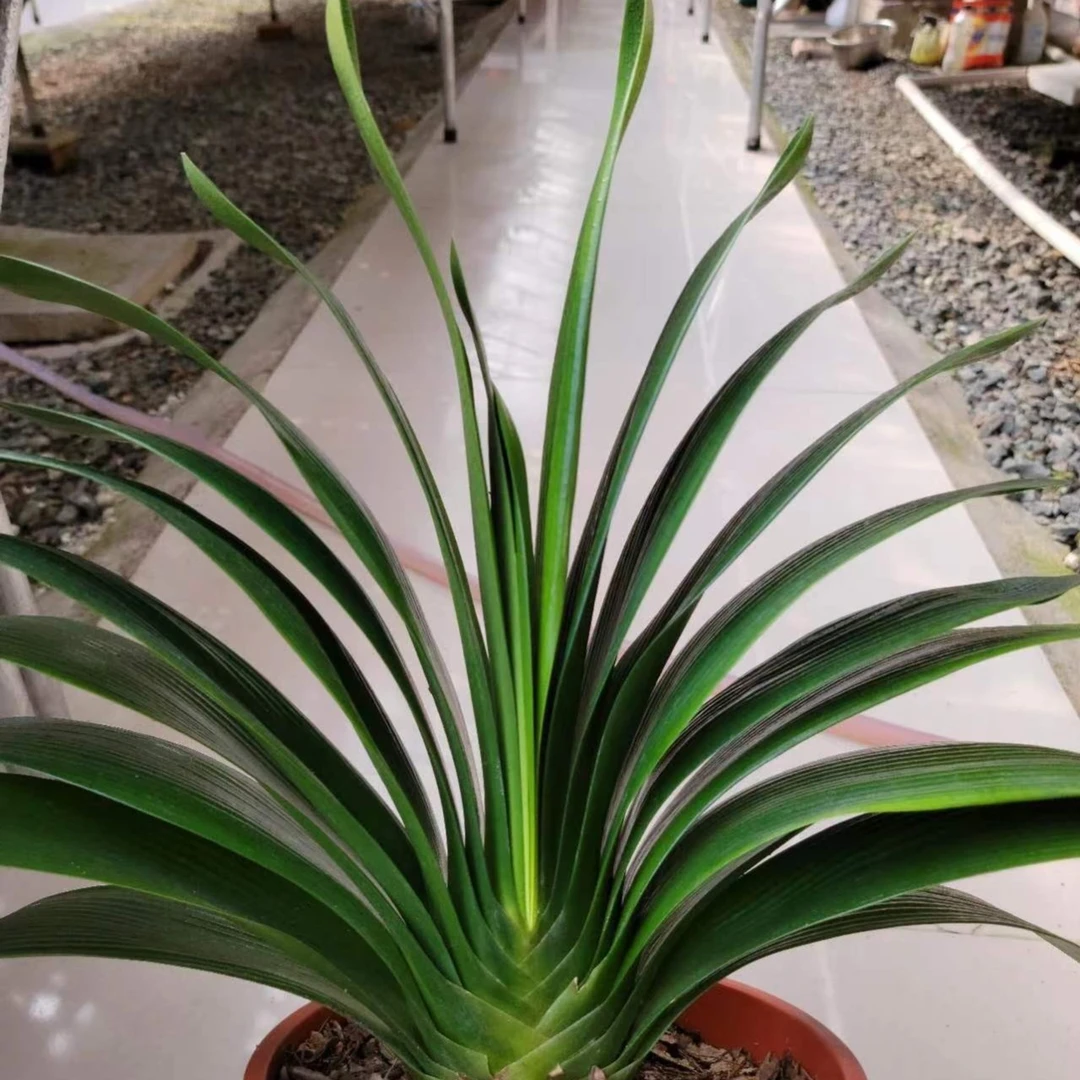 果果精品君子兰花卉各品系小苗成兰一物一拍220