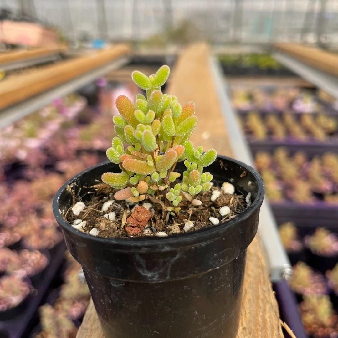 多肉蜜橘枝干番杏  蜜橘糖球 冰晶 肉锥 块根