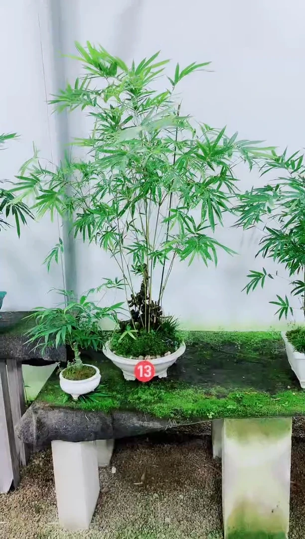 【闪购商品】竹子盆景竹子盆景