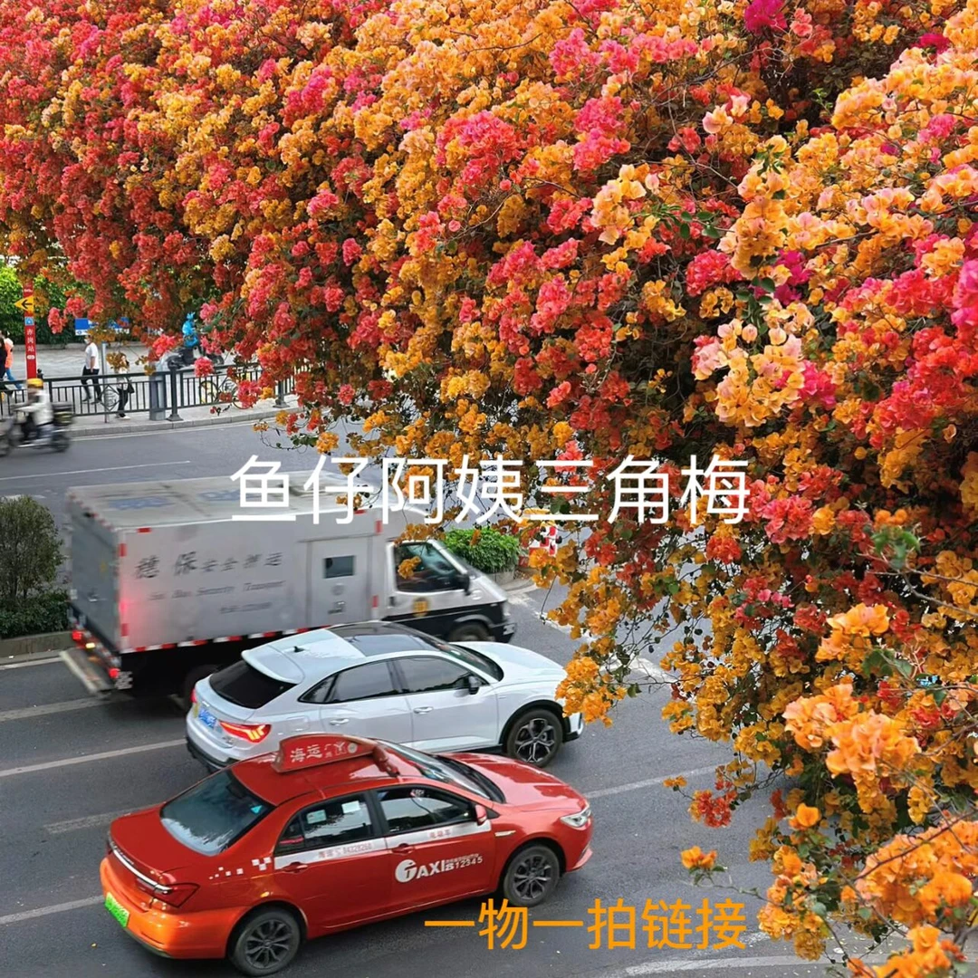 【高杆】三角梅一物一拍爬藤庭院绿植四季勤花