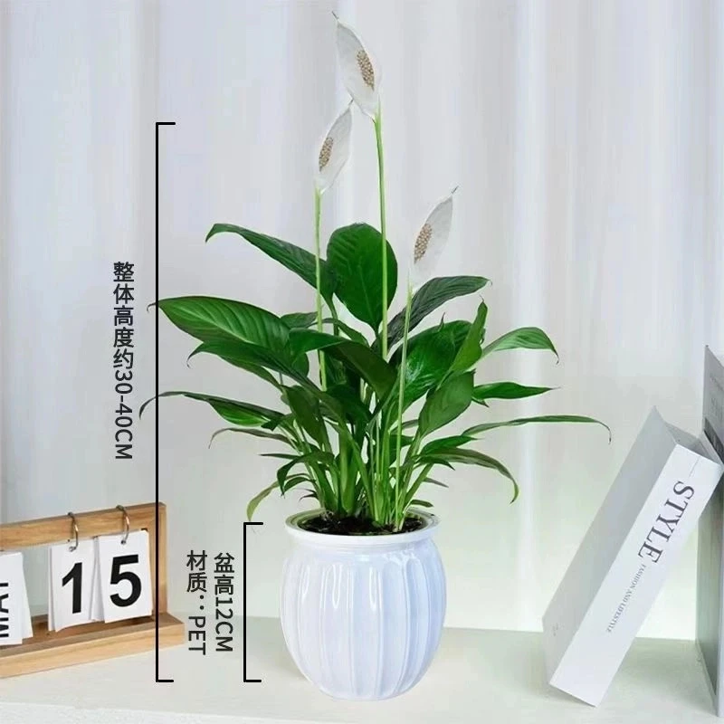 一帆风顺白掌绿植盆栽水培白掌净化空气