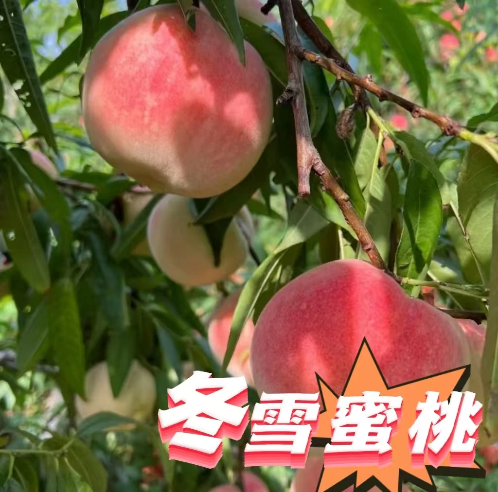 现摘精品【冬雪蜜桃】冬桃脆甜/老少皆宜新鲜应季
