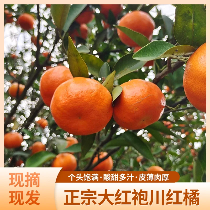 四川正宗川红橘当季新鲜水果酸甜大红袍橘子果皮陈皮主要原料红桔