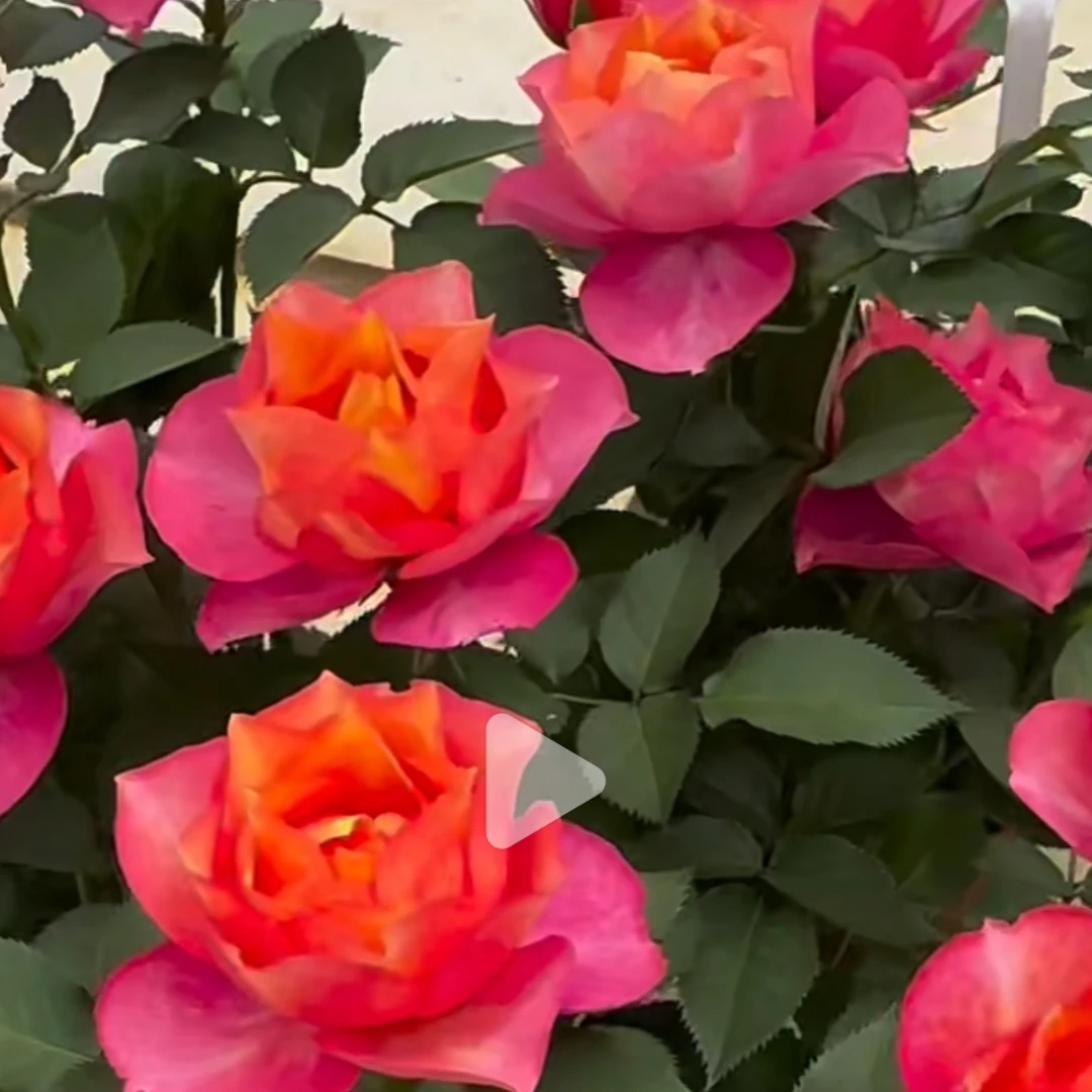 盈盈暗香月季  大花切花玫瑰盆栽  丰花抗病阳台盆栽玫瑰新手易养