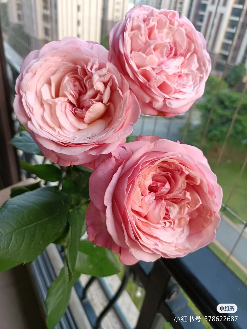 冉德拉月季 大花浓香切花玫瑰  灌木多季节开花 露台庭院种植推荐