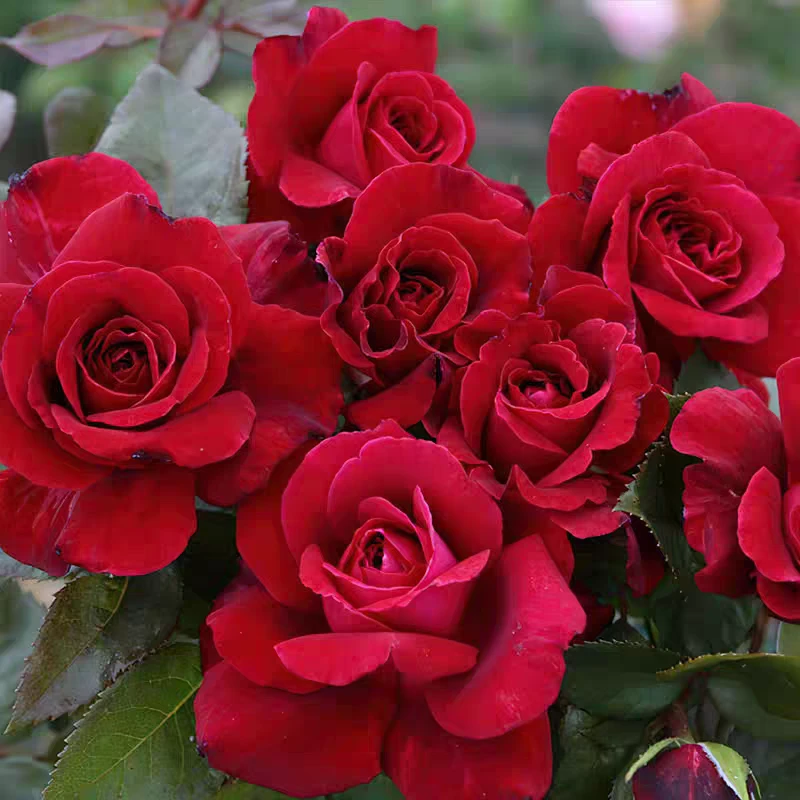 美景月季  科德斯大花灌木 抗病耐阴 多季节开花 露台庭院种植