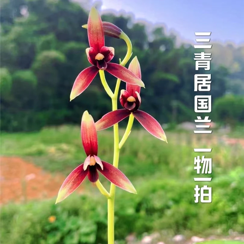 一物一拍 国兰专属链接 三青居国兰